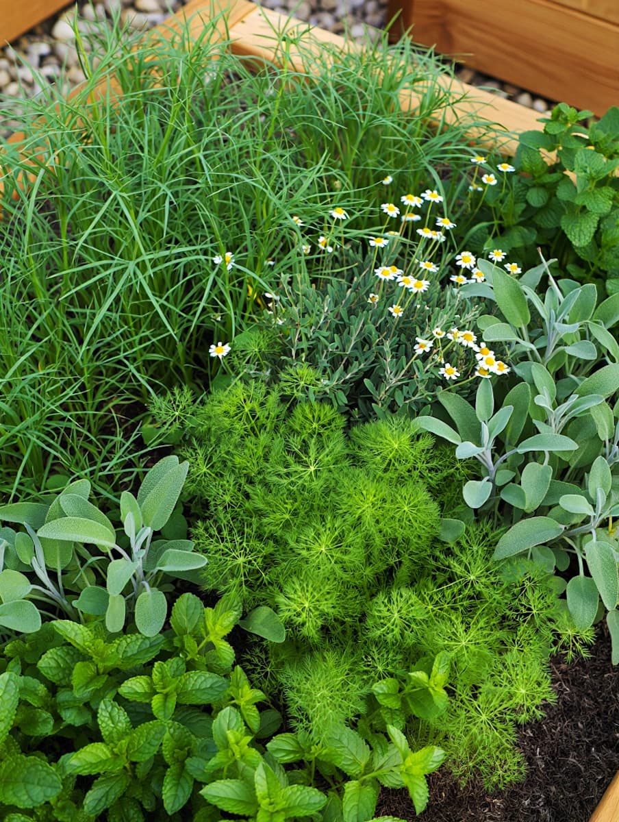 The Complete Guide to Lawn Fertilization